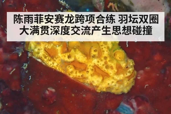 陈雨菲安赛龙跨项合练 羽坛双圈大满贯深度交流产生思想碰撞